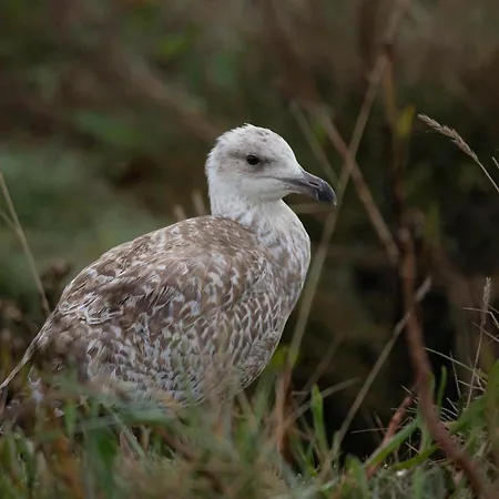 Domizil Am Siel Ferienhaus