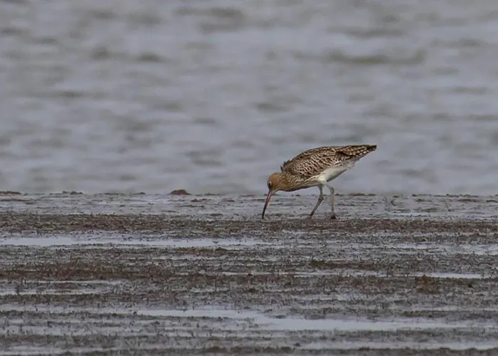 Domizil Am Siel Fedderwardersiel