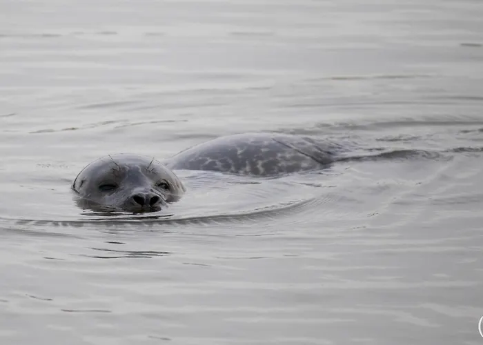 Nyaraló Domizil Am Siel *